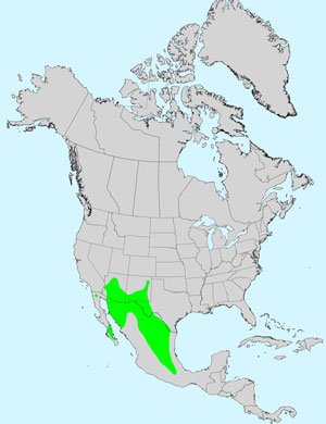 Whitethorn Acacia, Vachellia constricta: Click image for full size map.